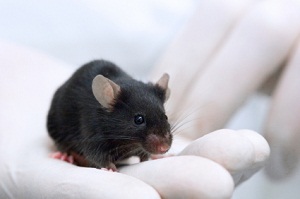 Animal Scientist Animal Scientist